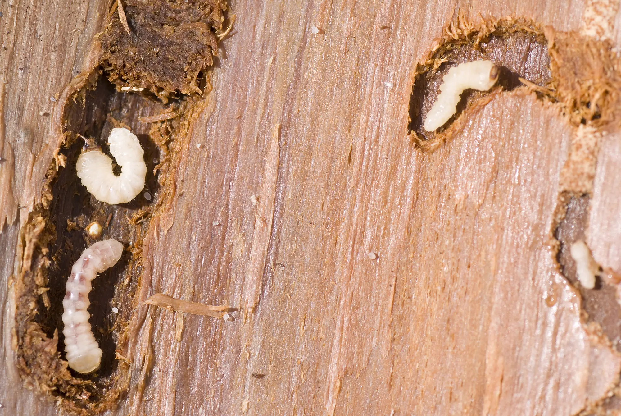 Can Woodworm Damage Be Reversed? A Complete Guide